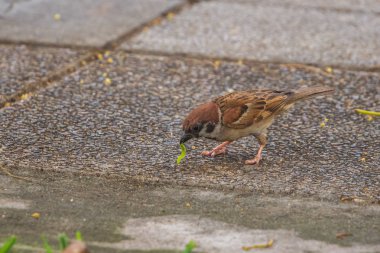 Avrasya Ağaç Serçesi (Passer montanus) yerde küçük yeşil solucan yeme.