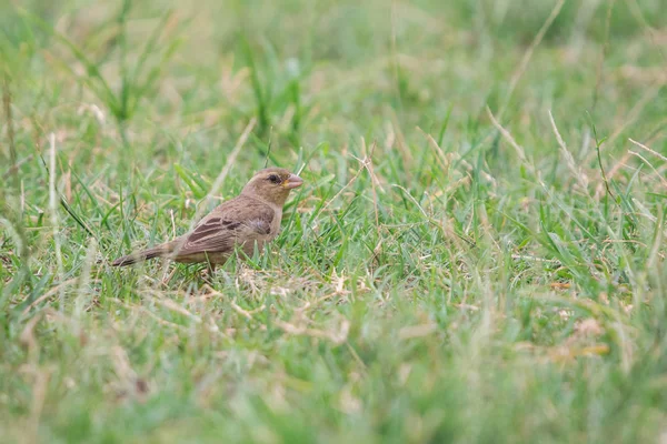 Bruant Dos Plat Passer Flaveolus Femelle Marchant Sur Herbe Verte — Photo