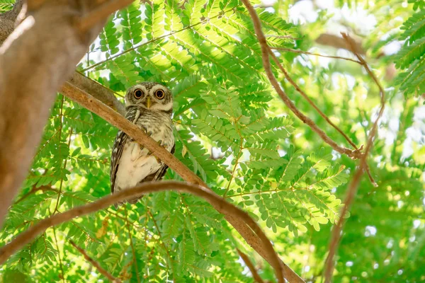 Skvrnitý Ovlet Athéna Brama Který Nachází Větvi Dívá Fotoaparát — Stock fotografie