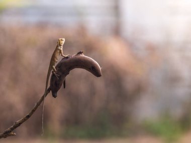 Oryantal bahçe kertenkele veya Değiştirilebilir kertenkele (Calotes versicolor) kopya alanı ile ağaç dalı üzerinde çürük muz şişler üzerinde döşeme.