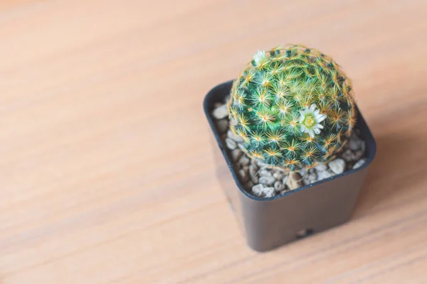 Primer Plano Pequeño Cactus Mammillaria Schiedeana Una Placa Madera Con — Foto de Stock