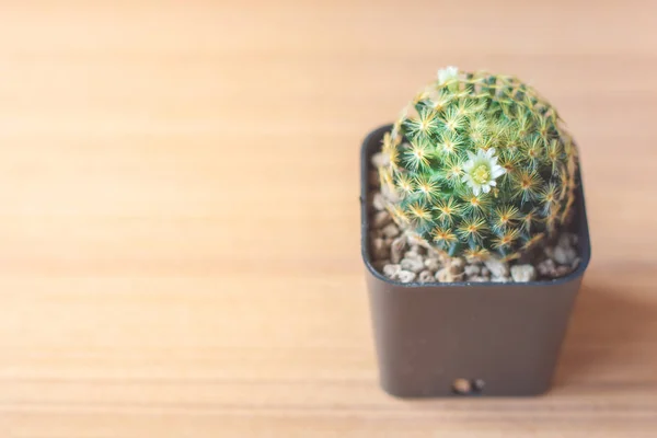 Primer Plano Pequeño Cactus Mammillaria Schiedeana Una Placa Madera Con — Foto de Stock