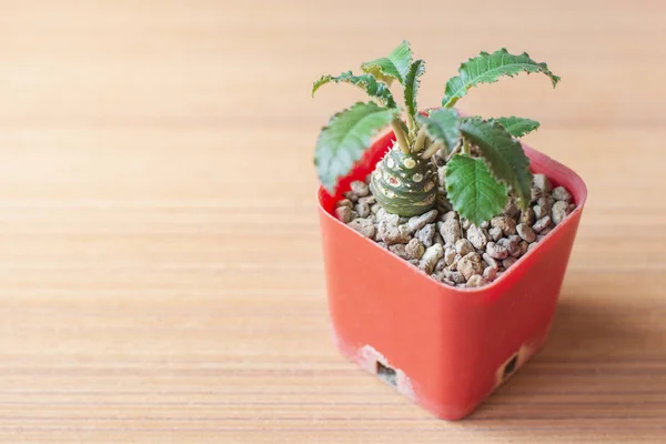 Primeros Planos Dorstenia Cactus Especies Pequeña Olla Plástico Naranja Una —  Fotos de Stock