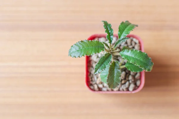 Primeros Planos Dorstenia Cactus Especies Pequeña Olla Plástico Naranja Una — Foto de Stock