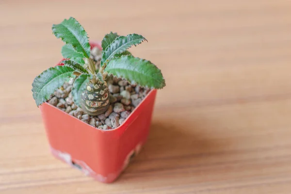 Close Dorstenia Cactussoorten Kleine Oranje Plastic Pot Een Houten Plaat — Stockfoto