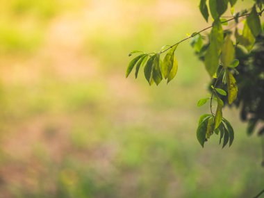 Doğa bulanık arka plan ile soyut yeşil yaprakları. Kopyalama alanı ile yeni bir yaşam konsepti duvar kağıdı başlıyor.
