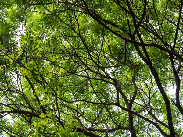 Olhando Para Cima Dossel Árvore Gigante Samanea Saman Com Filial — Fotografia de Stock