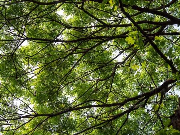 Recherche Sur Canopée Arbre Géant Samanea Saman Avec Une Succursale — Photo