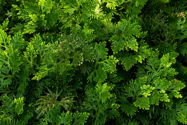 Zbliżenie Zielone Liście Rodzaju Selaginella Paproci Tapet — Zdjęcie stockowe