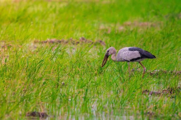 Closeup Asian Openbill Anastomus Oscitans Procura Alimentos Campo Arroz Com — Fotografia de Stock