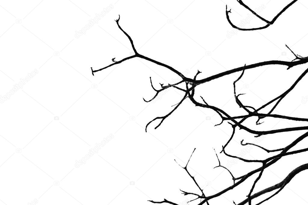 Looking up leafless tree against the white sky. Black and white theme. Feel lonely concept.