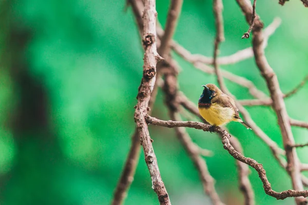 橄榄背太阳鸟 辛尼里斯朱拉里斯 栖息在花园的树枝上 阳光黄色 复制空间自然壁纸 — 图库照片