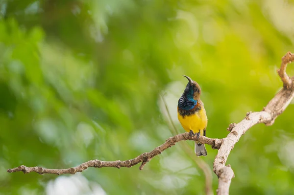 Oliwkowy Sunbird Cinnyris Jugularis Perching Gałęzi Ogrodzie Żółtym Światłem Słonecznym — Zdjęcie stockowe