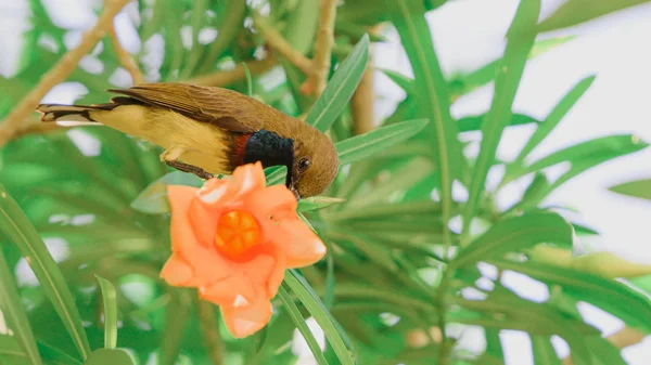 Olive Backed Sunbird Cinnyris Jugularis Sugando Néctar Flor Oleandro Amarelo — Fotografia de Stock