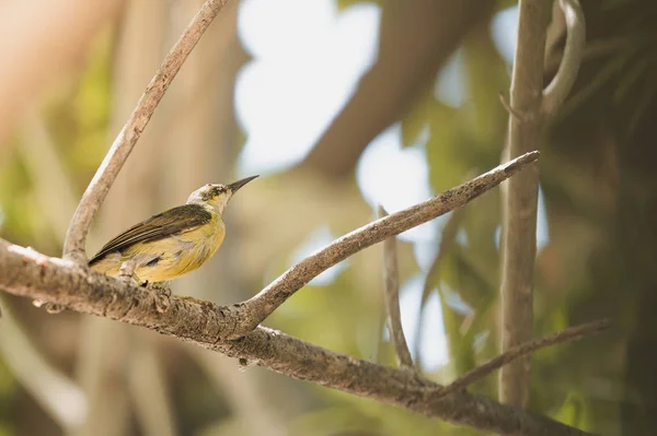 Samica Throated Sunbird Anthreptes Malacensis Perching Gałęzi Złotym Światłem Słonecznym — Zdjęcie stockowe