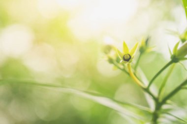 Closeup Sarı Oleander çiçek tomurcuk ve sarı güneş ışığı ve defokus bokeh arka plan ile küçük yeşil yaprakları. Yeni şeyler kavramına başlama.