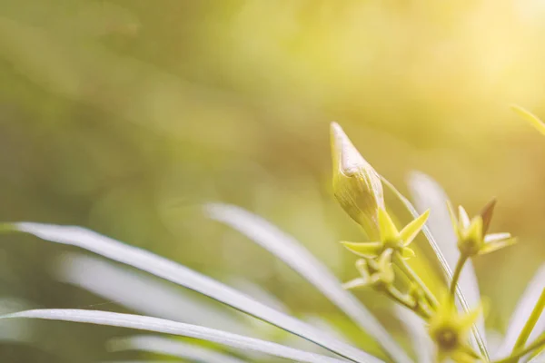 Closeup Žlutý Oleandův Květinový Pupek Malé Zelené Listy Žlutým Slunečním — Stock fotografie