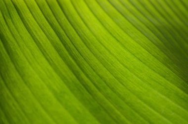 Duvar kağıdı için yakın çekim parlak yeşil muz yaprağı dokusu.