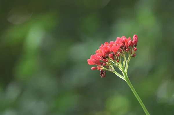 Közeli Vörös Pamut Leveles Jatropha Jatropha Integerrima Virág Absztrakt Homályos — Stock Fotó