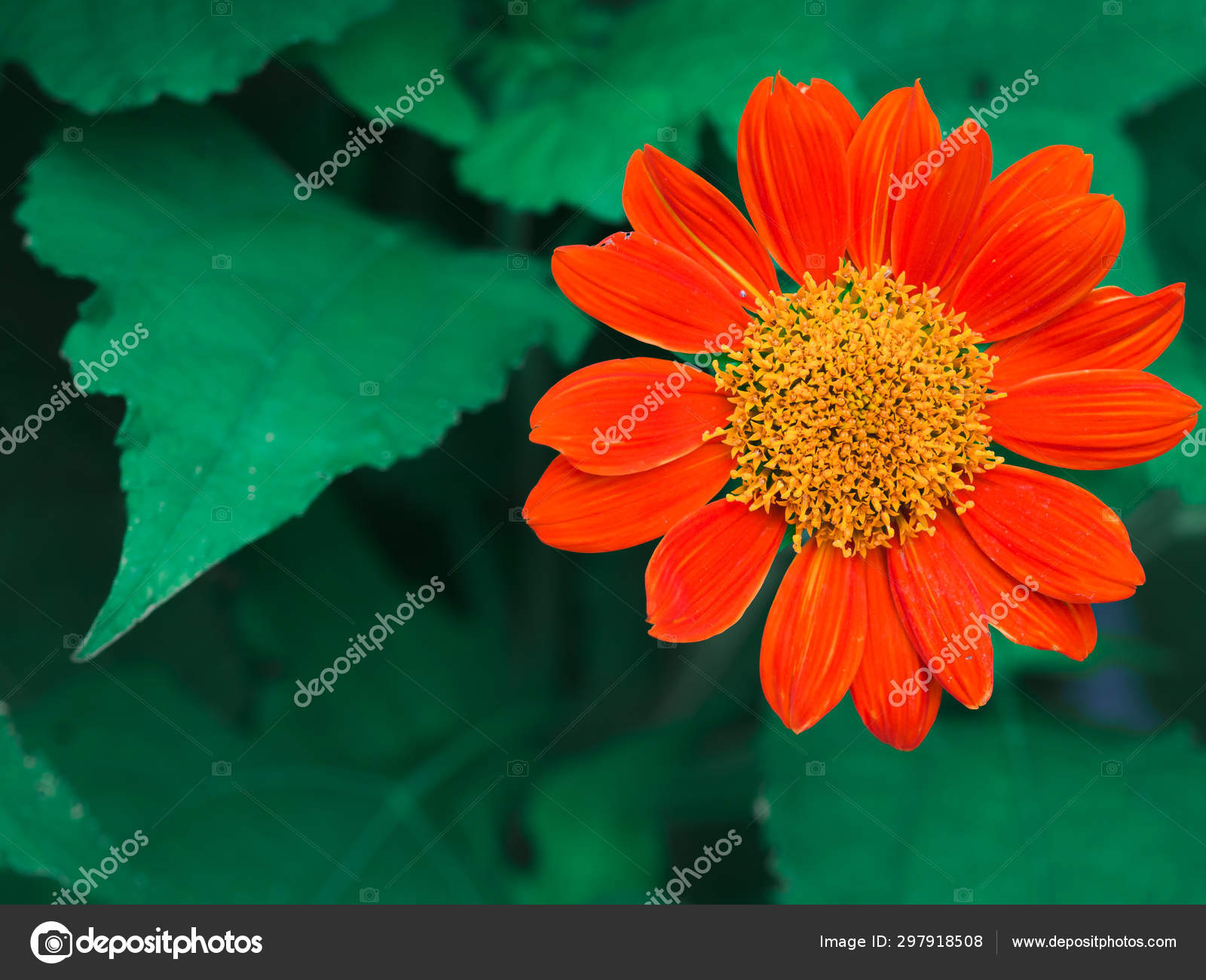 Close Red Mexican Sunflower Tithonia Diversifolia Flower Green Leaves Garden Stock Photo C Supawitsre 297918508