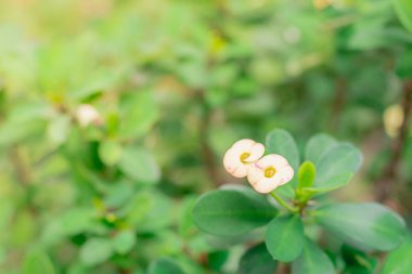 Yakın çekim cüce güneş ışığı ile bahçede dikenler (Euphorbia milii) çiçekler küçük sarı Taç oluşturur.