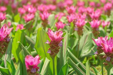 Vahşi pembe Siam lale bir alan (Curcuma alismatifolia) çiçekleri sabah güneş ışığı ile bahçede çiçeklenme.