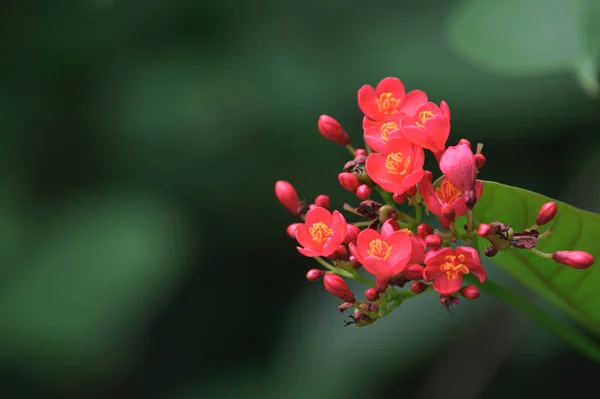 클로즈업 자트로파 Jatropha Integerrima 추상적 배경꽃 벽지를 — 스톡 사진