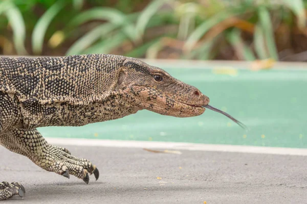 Monitor Pro Asijské Vody Varanus Salvator Rozeklaný Jazyk Kole Městském — Stock fotografie