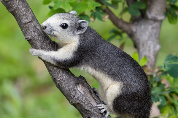 정원의 가지에 클로즈업 다람쥐 칼로시우루스 핀레이소니 — 스톡 사진