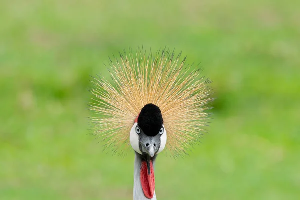 Retrato Grúa Coronada Grey Balearica Regulorum Con Sus Rígidas Plumas —  Fotos de Stock