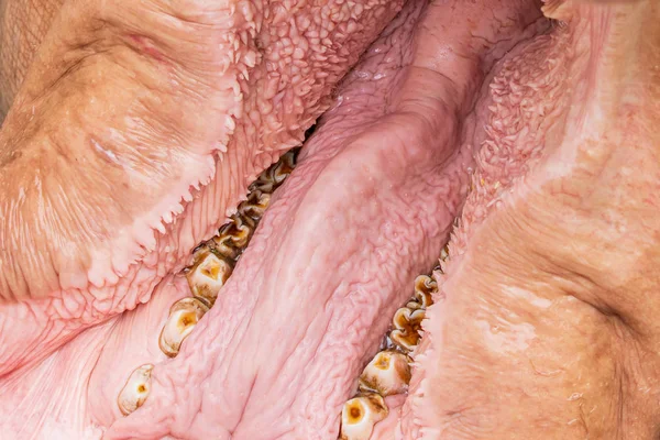 舌と歯を使ったカバ 口のクローズアップテクスチャ — ストック写真