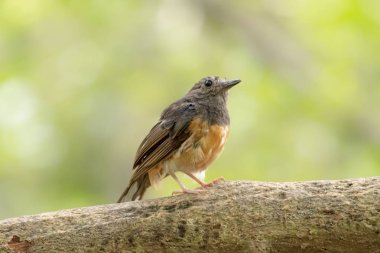 Kadın Beyaz-rumped Shama (Copsychus malabaricus) bahçede bir şube üzerinde tüneme.