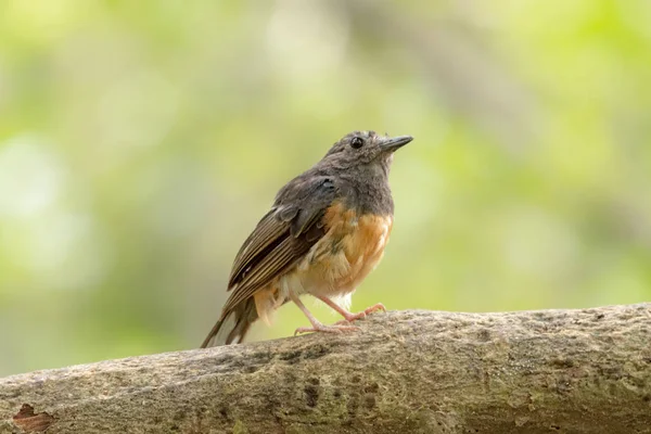 Shama Copsychus Malabaricus Dalla Voce Bianca Femminile Appollaiata Ramo Del — Foto Stock