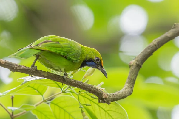 成年雄性金面叶鸟 氯普西亚里夫龙 栖息在带有绿色模糊背景的树枝上 — 图库照片