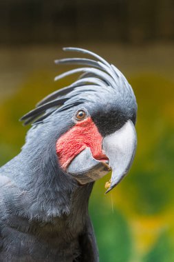 Yakın çekim Palm Cockatoo (Hortum aterrimus) yağmur sırasında meyve yemek.