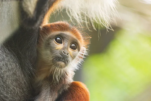 Closeup Criança Vermelho Shanked Douc Langur Pygathrix Nemaeus Olhando Para — Fotografia de Stock