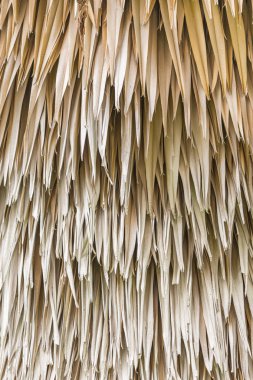 Yakın plan Asya palmiyesi (Borassus flabellifer) kuru yaprak dokuları.