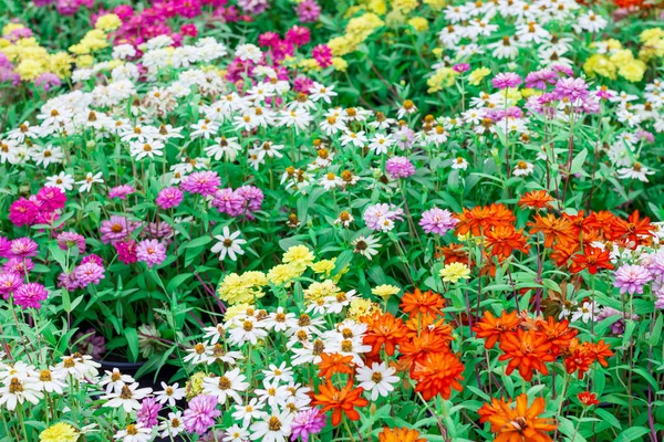 Flores Coloridas Com Folhas Verdes Jardim Papel Parede Foco Seletivo — Fotografia de Stock