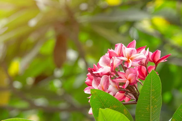Rózsaszín Plumeria Frangipani Trópusi Virágok Zöld Levelekkel Kertben Másolás Tér — Stock Fotó