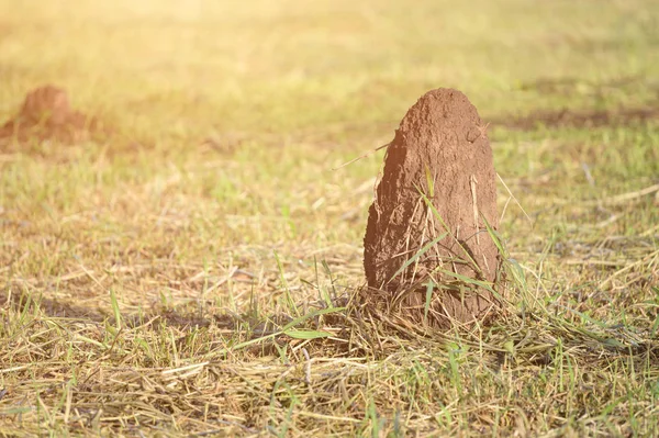 Termite Mounds Grassy Field Sunrise Morning Copy Space Wallpaper — Stock Photo, Image