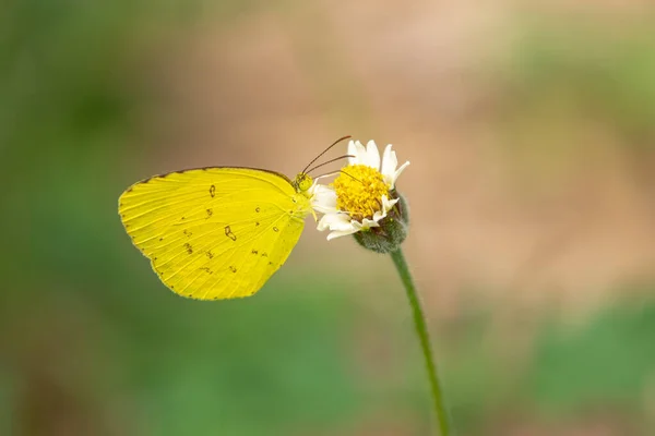 Césped Común Amarillo Eurema Hecabe Mariposa Flor Margarita Mexicana Fondo —  Fotos de Stock