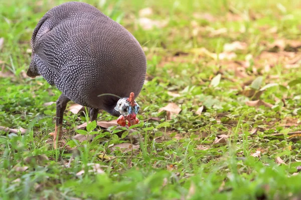 Guineafowl Casco Numida Meleagris Alimentándose Alimentos Una Granja —  Fotos de Stock