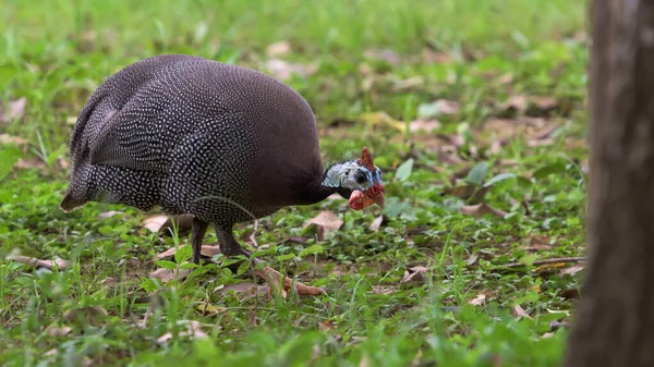 Guineafowl Casco Numida Meleagris Alimentándose Alimentos Una Granja —  Fotos de Stock