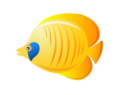 Chaetodon kelebek akvaryum tropikal balık