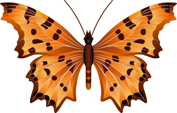 Imagen Vectorial Mariposa Polygonia Para Diseño Web Impresión — Vector de stock