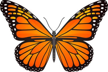 Web tasarımı ve yazdırımı için Danaus pleksippus kelebek vektör görüntüsü