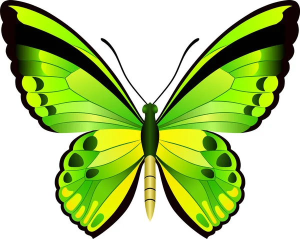 Ornithoptera Pillangó Vektor Kép Web Design Nyomtatási — Stock Vector