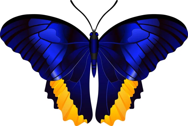 Geslacht Caligo Butterfly Vectorafbeelding Voor Webdesign Afdrukken — Stockvector