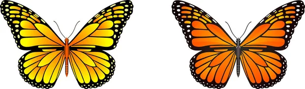 Danaus Plexippus Πεταλούδα Διανυσματική Εικόνα Για Σχεδιασμό Και Την Εκτύπωση — Φωτογραφία Αρχείου
