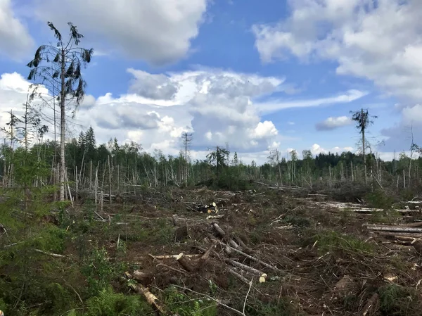 Déforestation Récolte Illégale Bois Dans Forêt — Photo